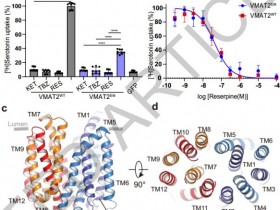 Nature:人类VMAT2的转运和抑制机制