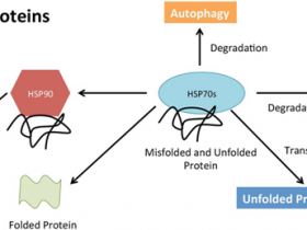 BPS Bioscience药物开发靶点研究工具--热休克蛋白(HSP)