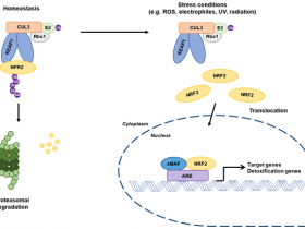 推荐KEAP1-NRF2相互作用的小分子抑制剂筛选