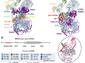 《自然》施一公团队揭示剪接体进行分支位点选择、校正的分子机制