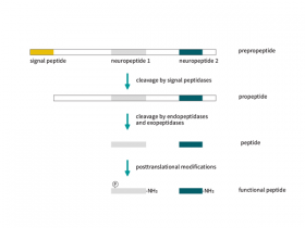 Neuropeptides 神经肽 - AmyJet Sci & SySy 解决方案