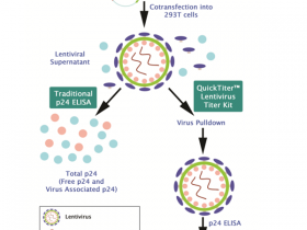 Cell Biolabs：QuickTiter™慢病毒滴度试剂盒（慢病毒相关HIV p24）