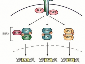 PBL Assay Science 多文献IFN-α全亚型ELISA试剂盒