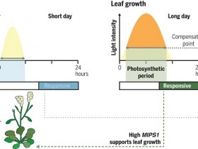 Science：植物可以探测两种不同的日照长度来控制季节性的开花和生长