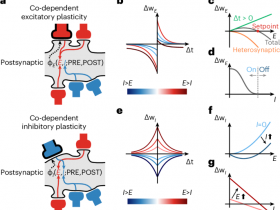 Nature:快速、稳定和持久记忆形成的机制获揭示