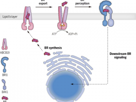 Science:植物中首个油菜素甾醇(BR)跨膜运输蛋白即拟南芥ABCB19蛋白
