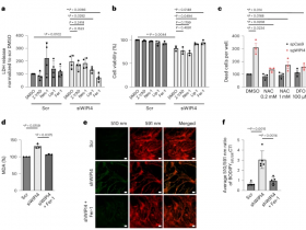Nature Cell Biology：神经退行性变中WIPI4的缺失会导致自噬非依赖性铁死亡