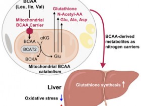 《细胞》棕色脂肪中的BCAA-氮通量控制代谢健康不依赖于产热功能