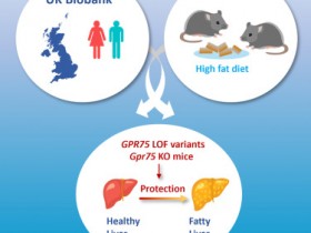 Cell Metabolism：GPR75缺失可预防非酒精性脂肪肝和体内脂肪堆积