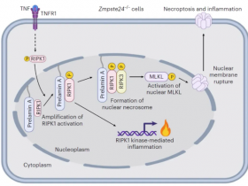 Nature Cell Biology：核纤层蛋白A加工缺陷促进由核RIPK1诱导的非典型坏死