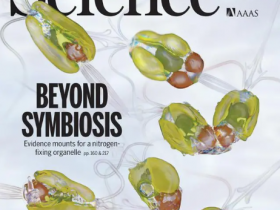 Science封面：发现第一种可以固氮的真核生物！