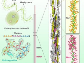 Cell：结构指导下发现原生纤绒毛中的蛋白质和聚糖成分。