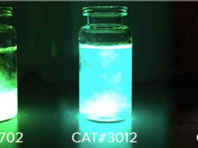 活体成像试剂（D-Luciferin & Coelenterazine）--生物化学发光检测法（荧光素酶） 方案