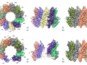 Nature:RAD52-RPA复合物的单链DNA退火机制