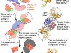 Immunity:结构转变使白细胞介素-18成熟并发出信号