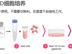 用于糖尿病治疗的长寿命实验室生长细胞