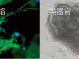 3D培养与类器官-VitroGel, 无动物源成分水凝胶