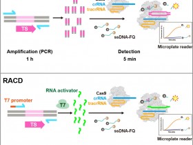 Nature Biotechnology:DNA或RNA靶标结合能激活Cas9的反式核酸酶活性