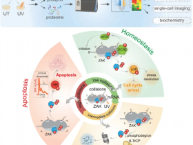 Cell:紫外线导致细胞死亡的作用机制