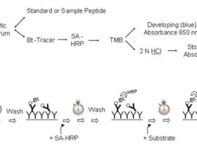 精准高效!索马鲁肽试剂盒,您的理想选择
