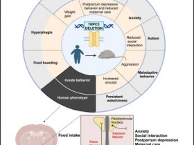 《细胞》瞬时受体电位通道5的缺失会导致肥胖和产后抑郁