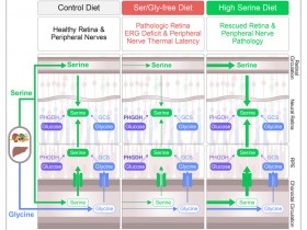 Cell Metabolism:丝氨酸和甘氨酸生理学能够可逆地调节视网膜和外周神经功能