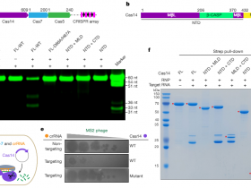 Nature:解析VII型CRISPR-Cas系统工作的结构基础