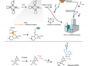 Cell:修饰的RNA碱基acp3U是糖基RNA中N-聚糖的附着位点