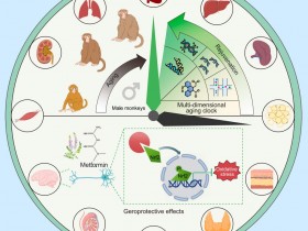 Cell:二甲双胍可减缓雄性猴子的衰老时钟