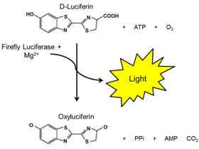 高通量、灵敏的一步法荧光素酶检测系统