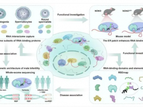 Science:哺乳动物精子发生过程中RNA结合蛋白(RBP)图谱