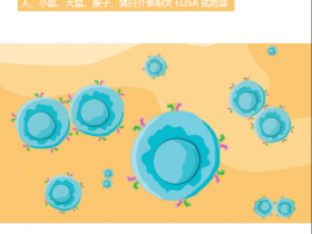 白介素相关ELISA试剂盒(人、小鼠、大鼠、猴子、猪)