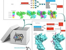 Nature Methods:使用GlycoShape恢复蛋白糖基