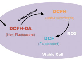 干货分享-流式细胞仪检测贴壁细胞ROS的实验步骤及FlowJo结果分析