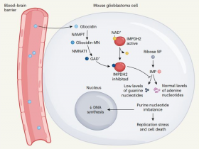 Nature:Gliocidin是一种靶向胶质母细胞瘤的模拟烟酰胺前药