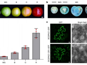 Nature:释放“糖刹车”会产生更甜的番茄,但不会影响产量