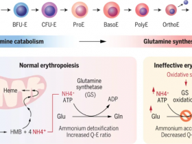 《科学》谷氨酰胺代谢转换支持红细胞生成