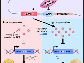 Cell:首次揭示microRPG1调控籽粒脱水的机制