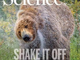 《科学》封面:C-LTMR 通过脊髓臂旁通路引发甩水行为