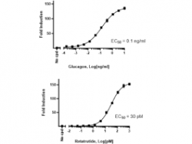 BPS Bioscience 细胞系和原代细胞