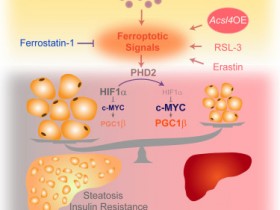 Cell Metabolism:脂肪细胞来源的铁死亡信号减轻肥胖