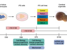 Nature:mTOR信号通路的失调是平脑症的汇聚机制