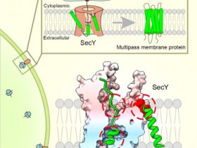 Cell:SecY 转基因伴侣在膜蛋白插入过程中对蛋白质折叠