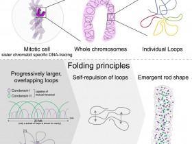 《细胞》颠覆传统认知:纳米级DNA追踪技术揭示有丝分裂染色体自组织机制