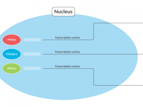 推进MASLD和MASH研究:PPAR和FFAR脂肪酸信号通路