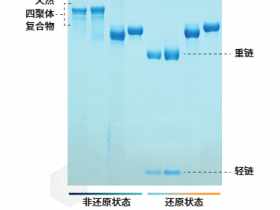 Athens MPO下一代天然髓过氧化物酶