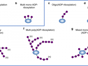 细胞PAR化:从药物发现的探索到洞察