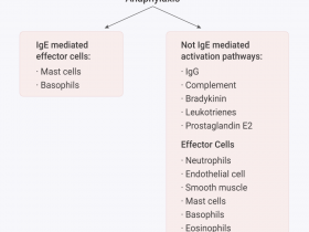 过敏机制与抗过敏治疗策略的深度解析