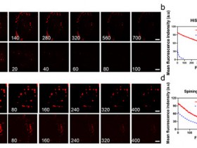 Abbkine活细胞溶酶体染色试剂盒:高特异性,荧光稳定性强
