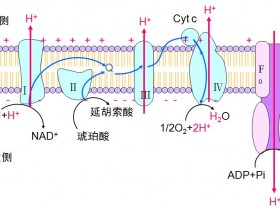 浅谈研究热点:线粒体呼吸链复合体I/II/III/IV/V